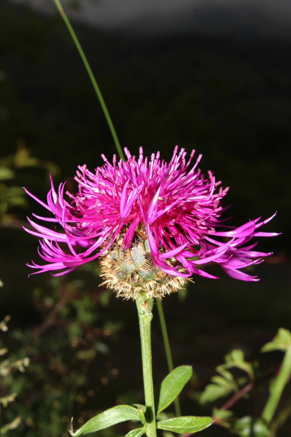 Centaurea scabiosa subsp. alpestris / Fiordaliso alpestre